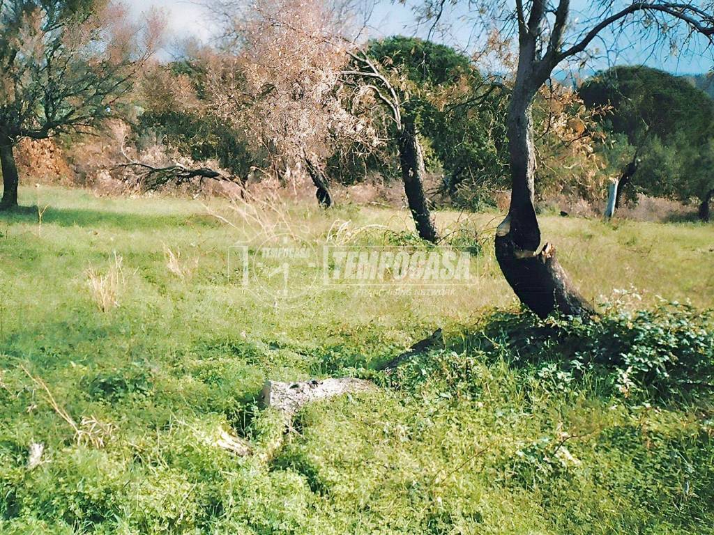 Terreno a Rometta - Foto 4