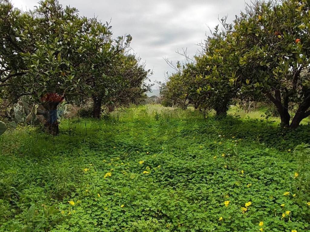 Terreno a Grammichele in c.da Piano della Croce - Foto 2
