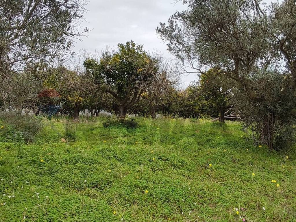 Terreno a Grammichele in c.da Piano della Croce - Foto 3