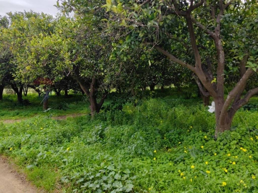 Terreno a Grammichele in c.da Piano della Croce - Foto 4