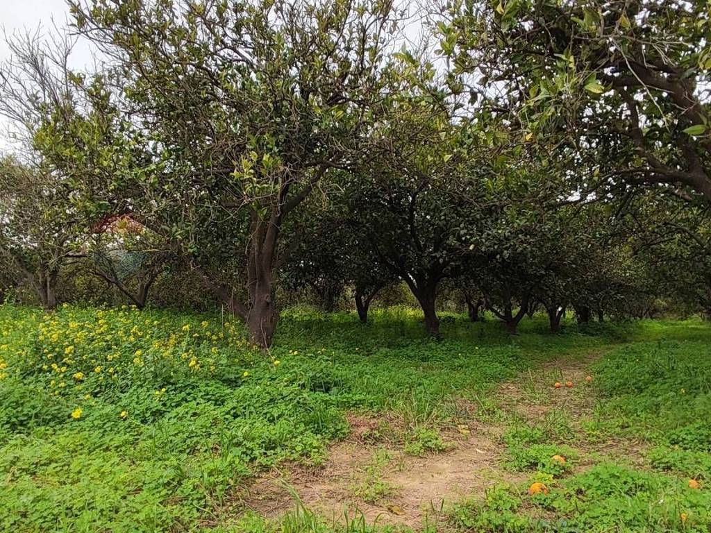 Terreno a Grammichele in c.da Piano della Croce - Foto 5