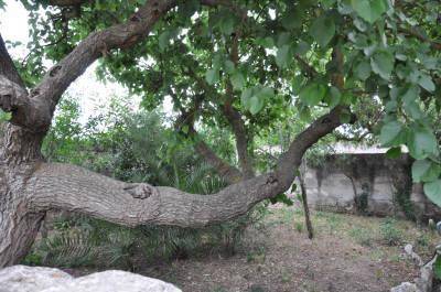 Terreno a Ragusa in via momigliano - Foto 3
