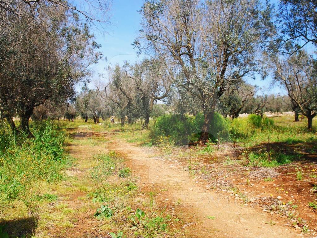 Terreno a Presicce-acquarica in Strada Vicinale Pagliarone - Foto 2