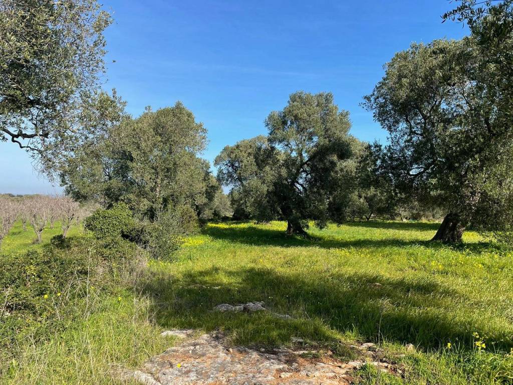 Terreno a Carovigno - Foto 2