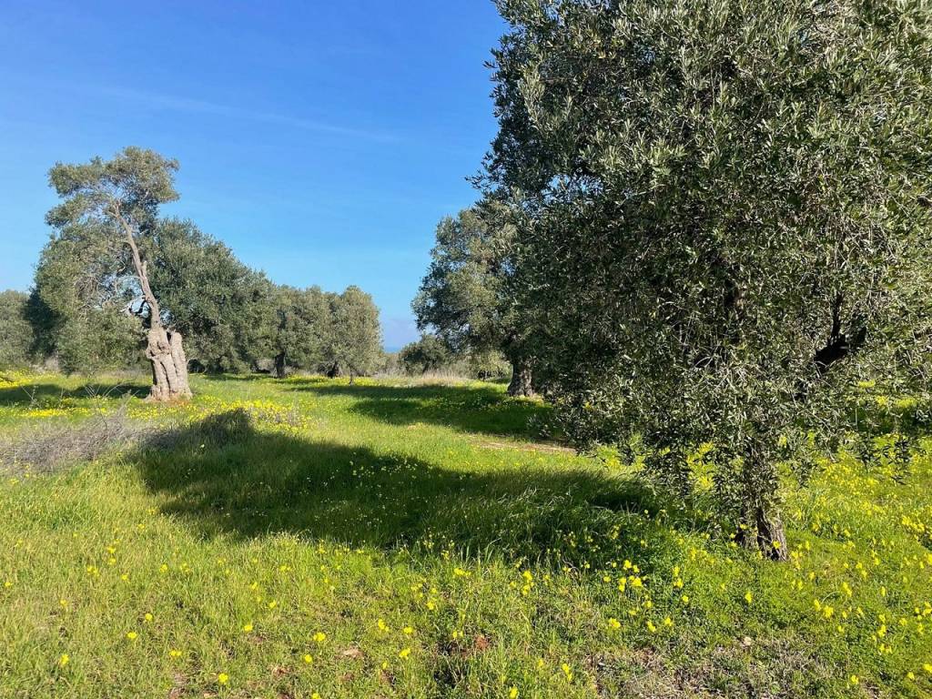 Terreno a Carovigno - Foto 3