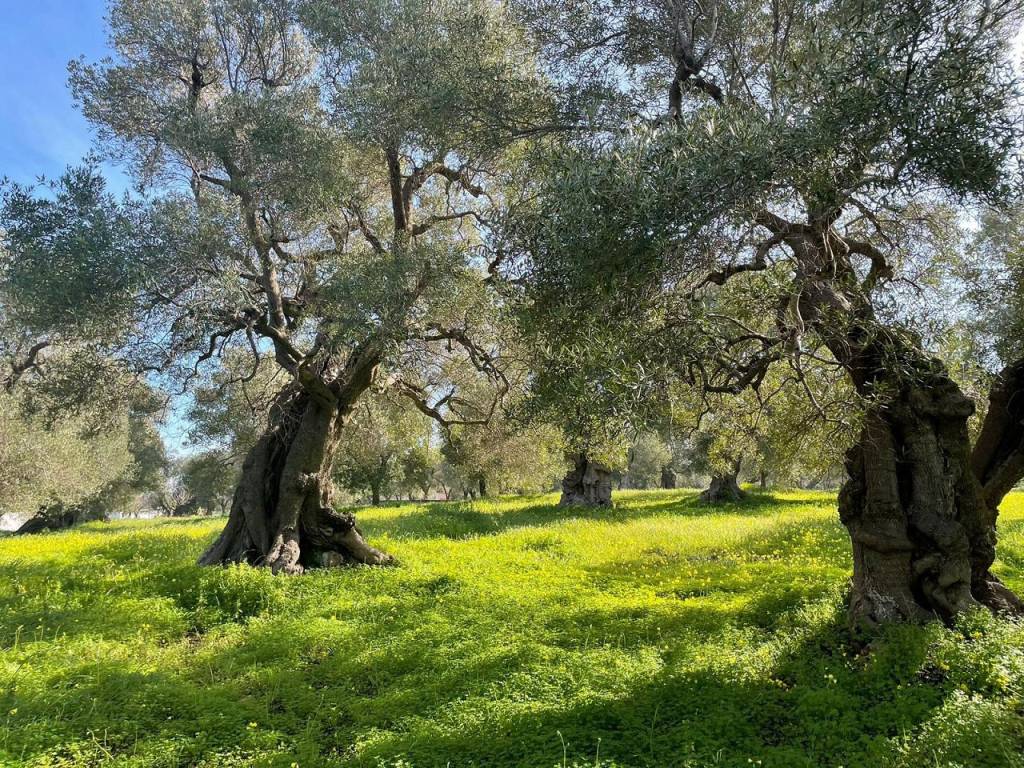 Terreno a Carovigno - Foto 5