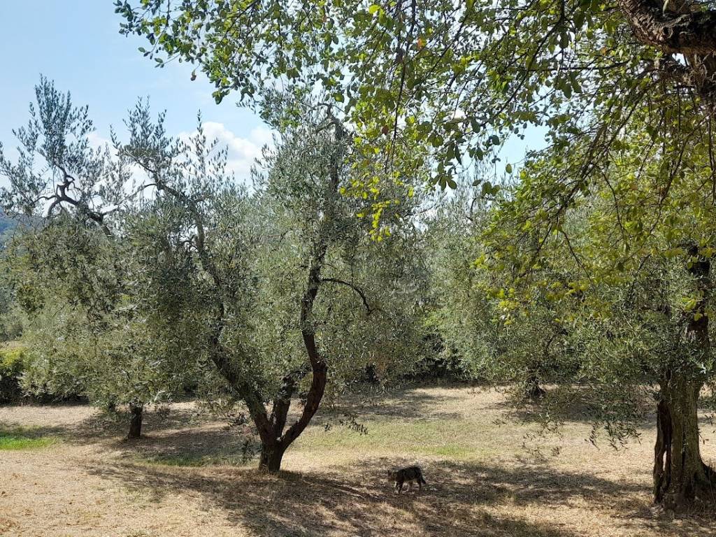 Villa a Amelia - Foto 4