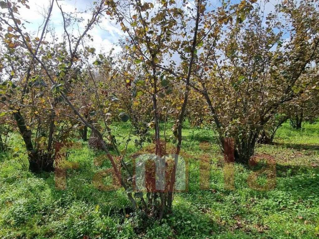 Terreno a Mugnano del cardinale - Foto 2