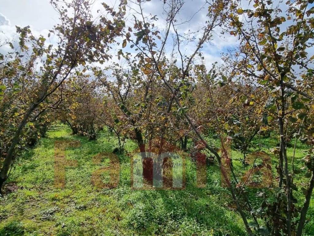 Terreno a Mugnano del cardinale - Foto 4