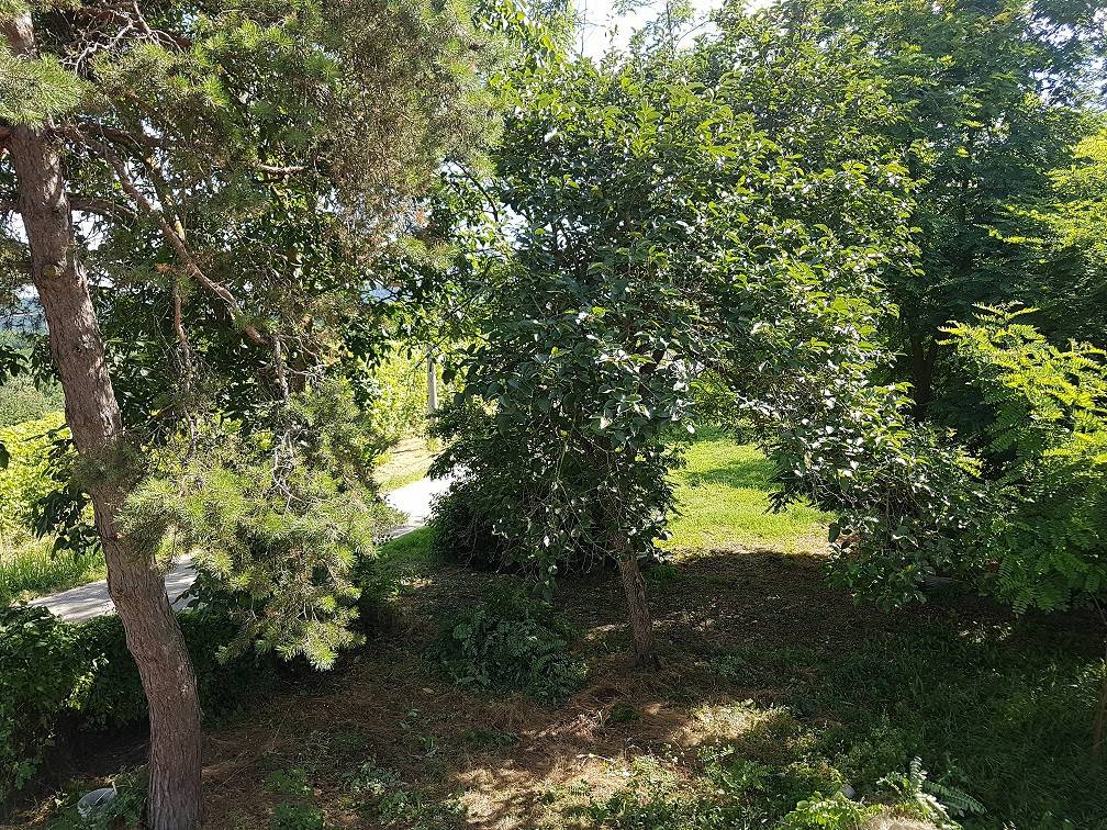 Rustico / casale a Rocchetta tanaro in Frazione Cornalea, 26 - Foto 3
