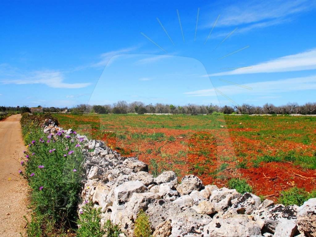 Terreno a Specchia in Strada Comunale Bortolone - Foto 2