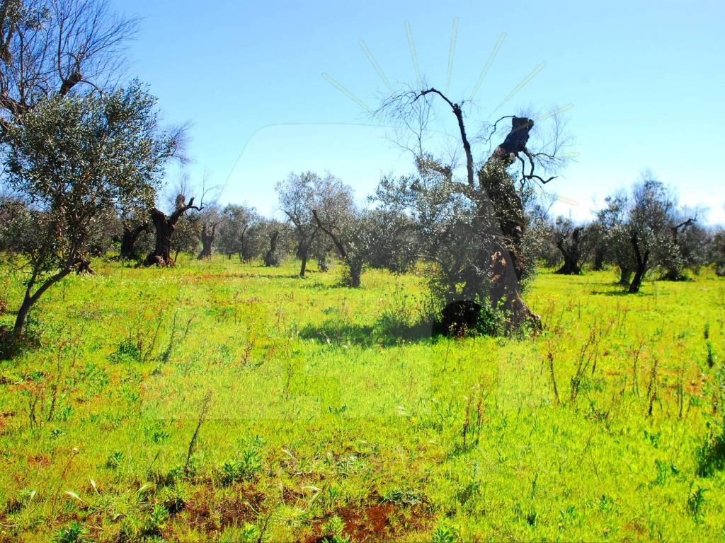 Terreno a Specchia in Strada Comunale Bortolone - Foto 4