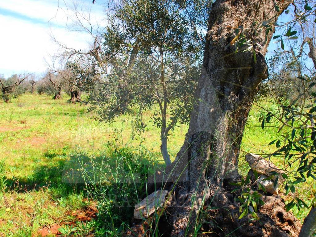 Terreno a Specchia in Strada Comunale Bortolone - Foto 5