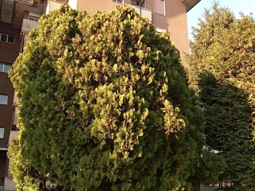 Appartamento a Busto arsizio in Via Pallanza, 19 - Foto 2