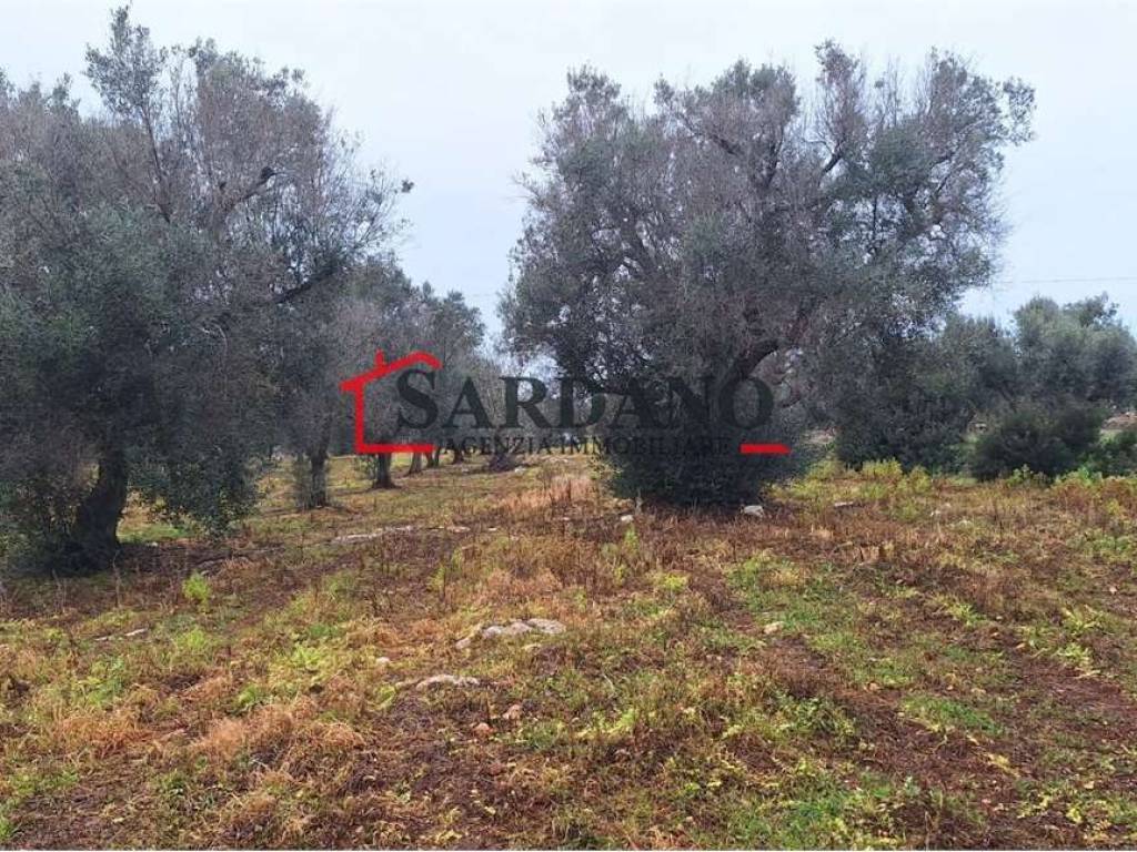 Rustico / casale a Carovigno - Foto 3