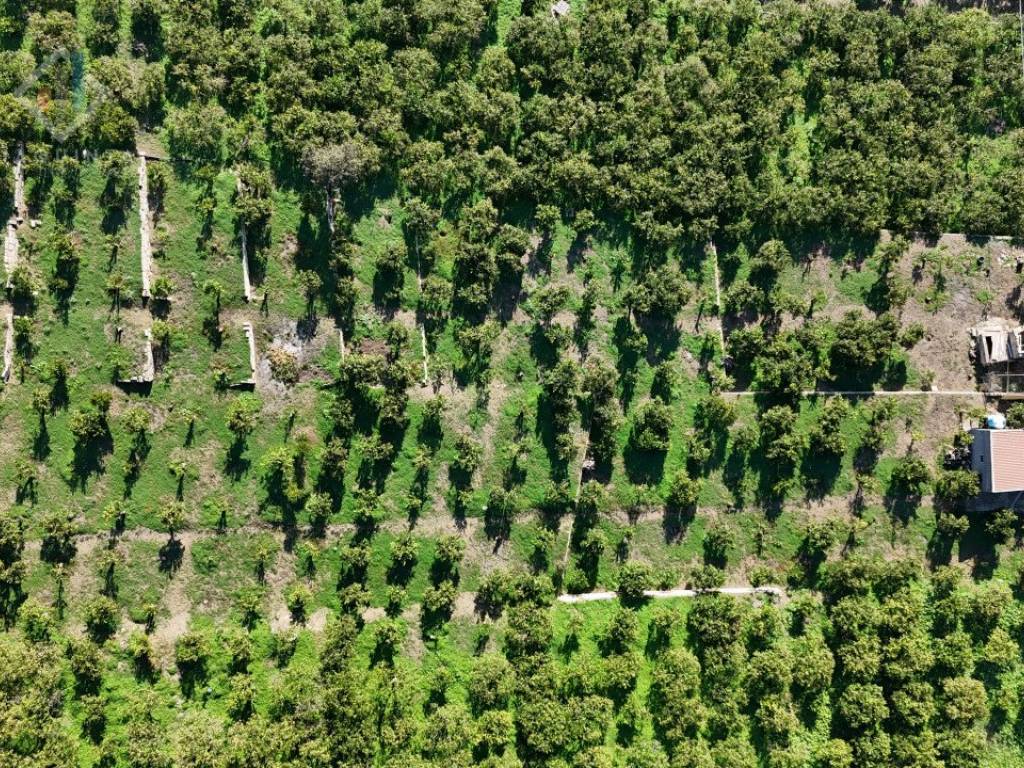 Terreno a Palagonia in c.da Falco snc - Foto 3