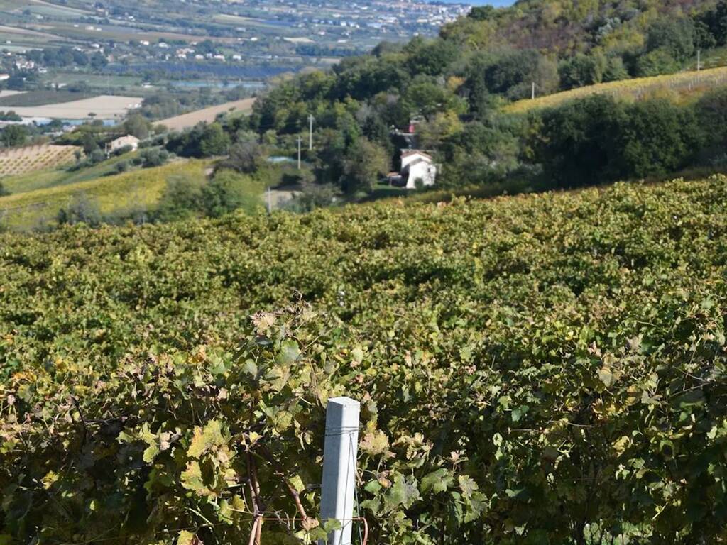 Terreno a Montefiore dell'aso in Via Roma S.N.C. - Foto 4