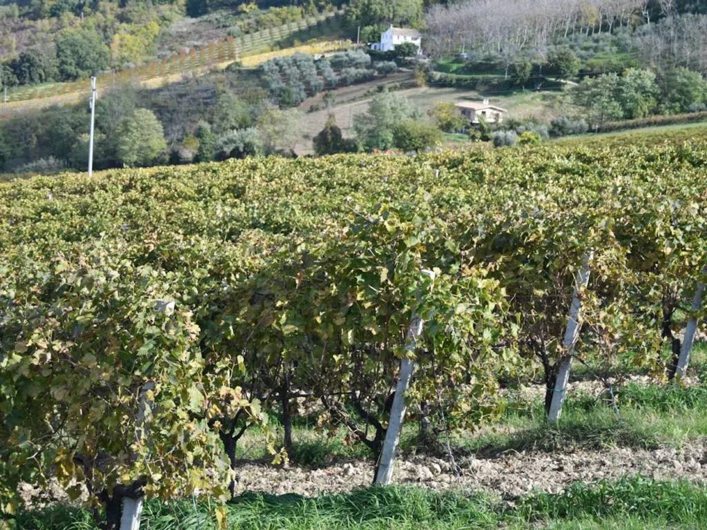 Terreno a Montefiore dell'aso in Via Roma S.N.C. - Foto 5