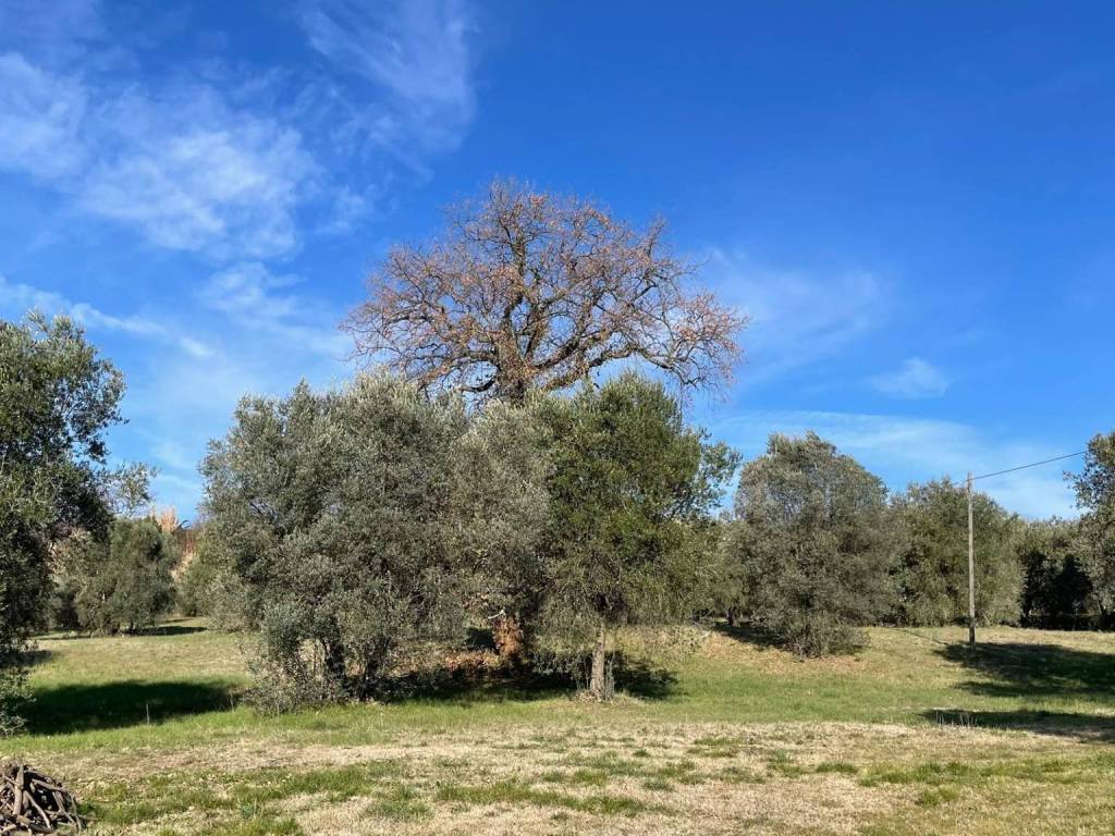 Villa a Amelia in STRADA STATALE, 8 - Foto 2