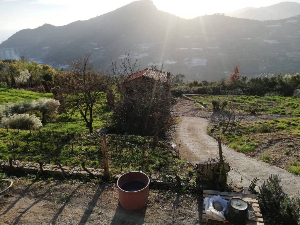 Terreno a Vallebona - Foto 5