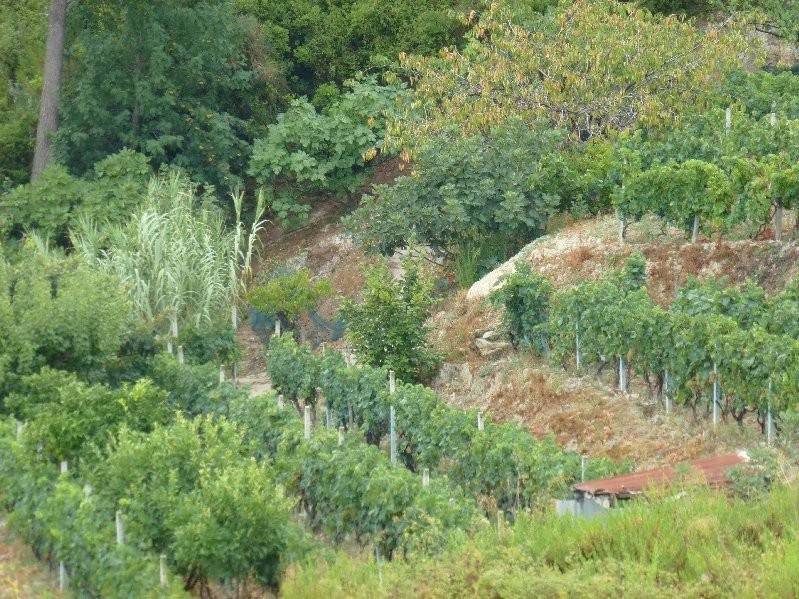 Villa a Vallecrosia - Foto 2