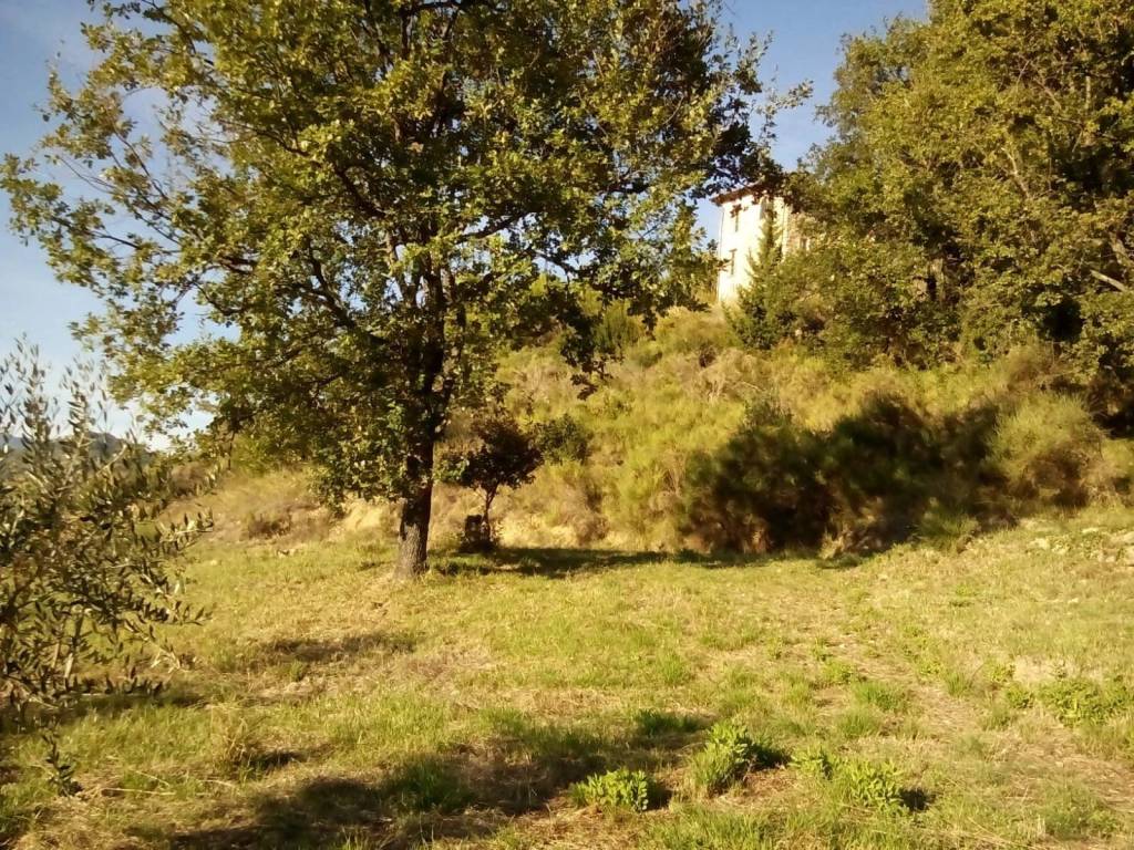 Terreno a Vallebona - Foto 4