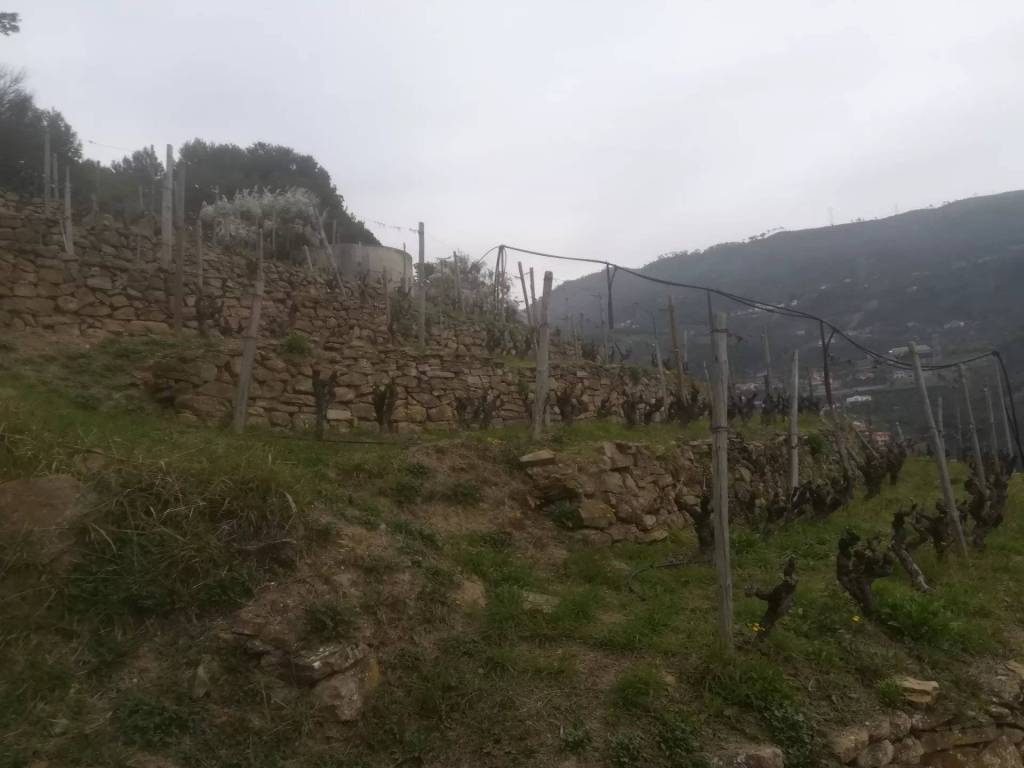 Terreno a Soldano - Foto 3