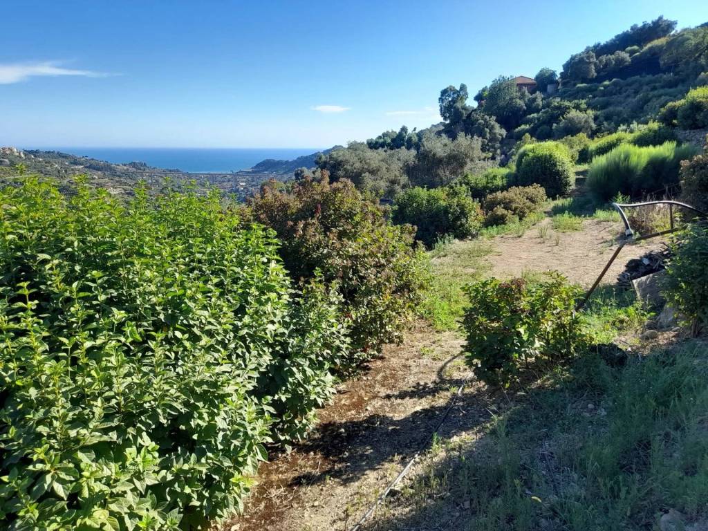 Terreno a Vallebona in Località Pin - Foto 4