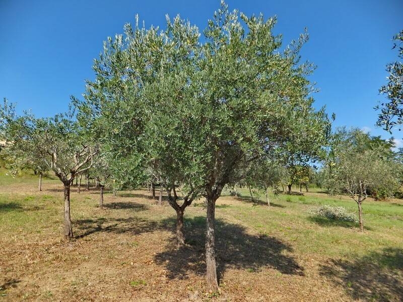 Villa a Ferentino - Foto 2