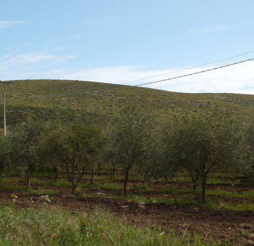 Terreno a Alghero in Via Sila - Foto 3