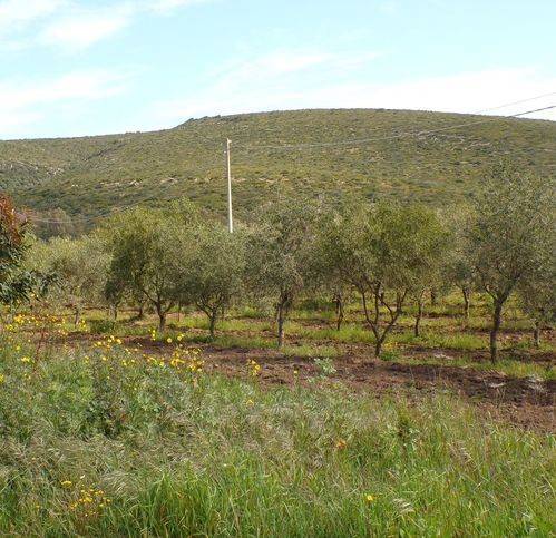 Terreno a Alghero in Via Sila - Foto 4