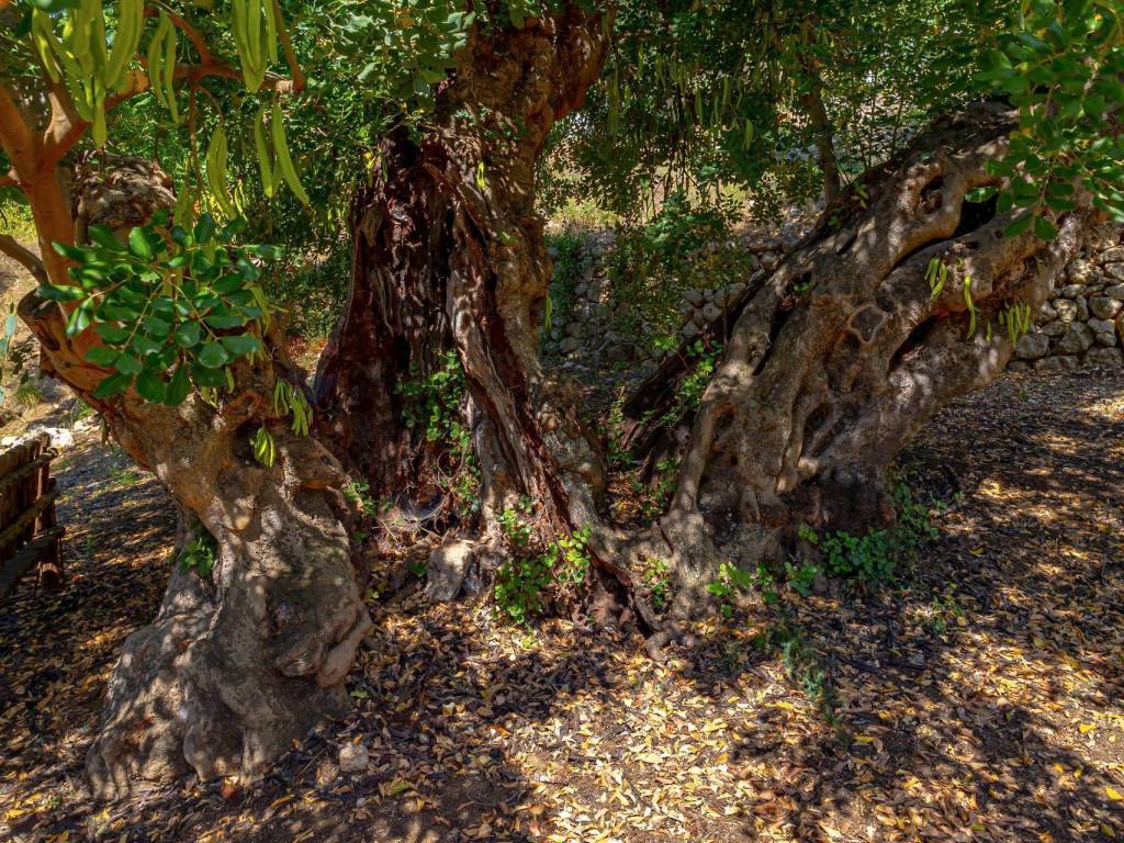 Rustico / casale a Mattinata in Madonna Incoronata - Foto 4