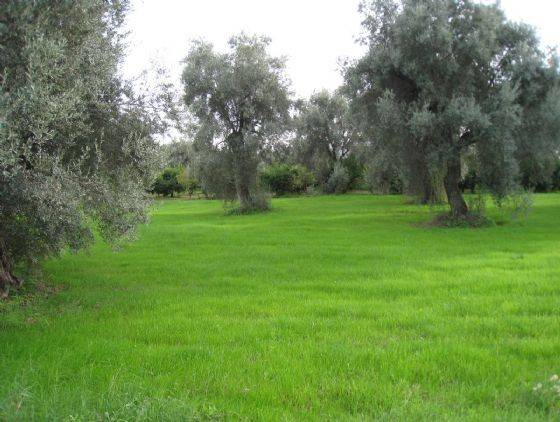 Terreno a Corigliano-rossano in OLIVETO LONGO - Foto 2
