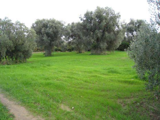Terreno a Corigliano-rossano in OLIVETO LONGO - Foto 3
