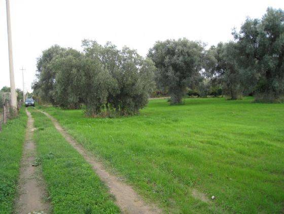Terreno a Corigliano-rossano in OLIVETO LONGO - Foto 4