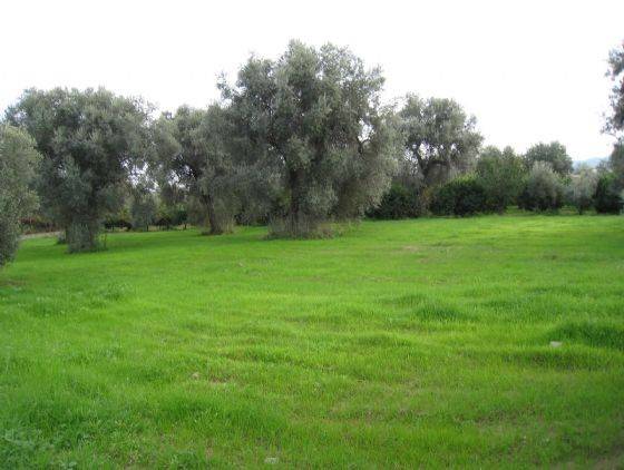Terreno a Corigliano-rossano in OLIVETO LONGO - Foto 5