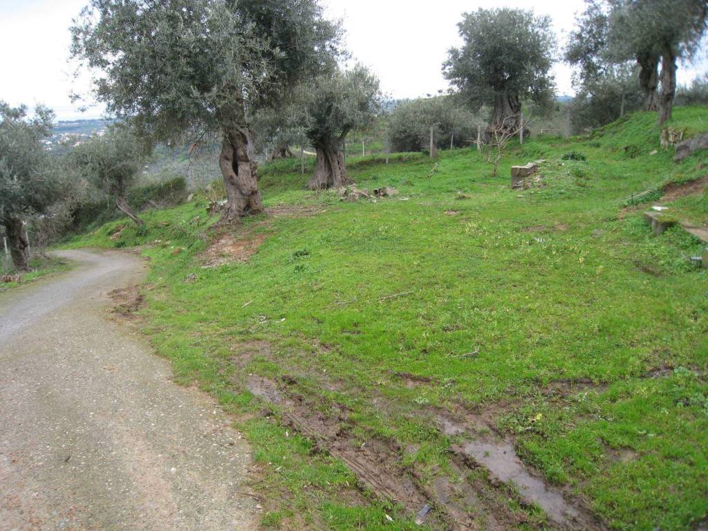 Terreno a Corigliano-rossano in C.DA S.ANTONIO - Foto 4
