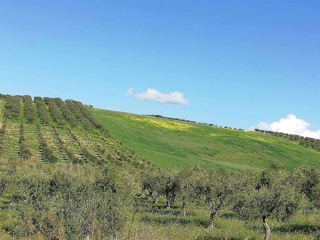 Terreno a Sciacca - Foto 4