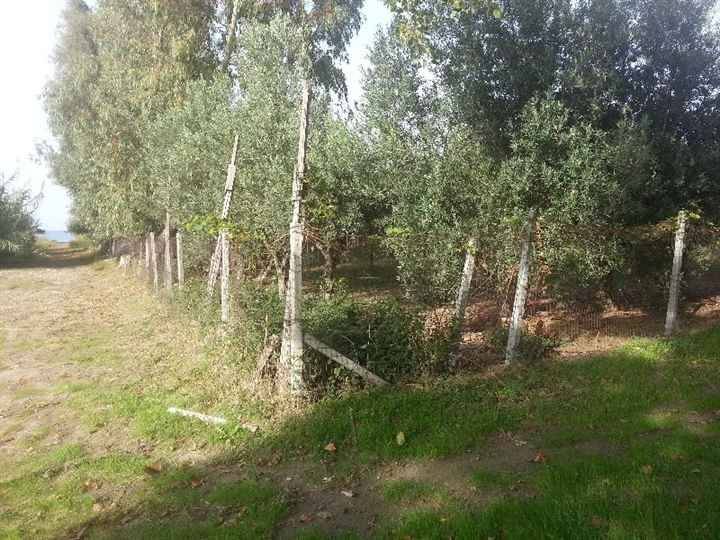 Terreno a Corigliano-rossano in LOC. FARO - Foto 5