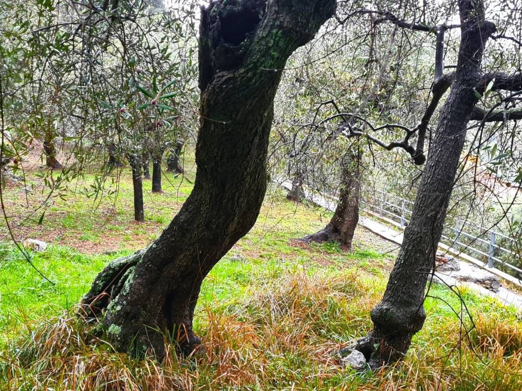 Terreno a Giustenice in Via Costa Inferiore - Foto 5