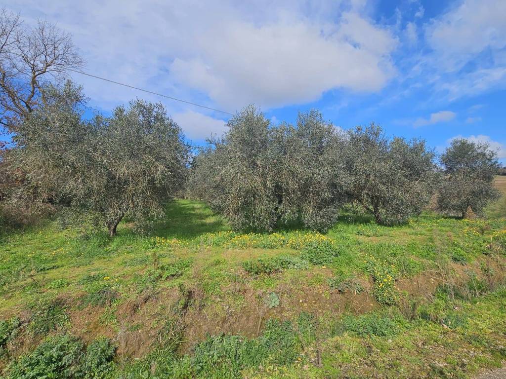 Terreno a Grosseto in Strada dell'Osservatorio Astronomico - Foto 3