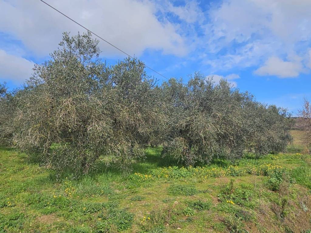 Terreno a Grosseto in Strada dell'Osservatorio Astronomico - Foto 4