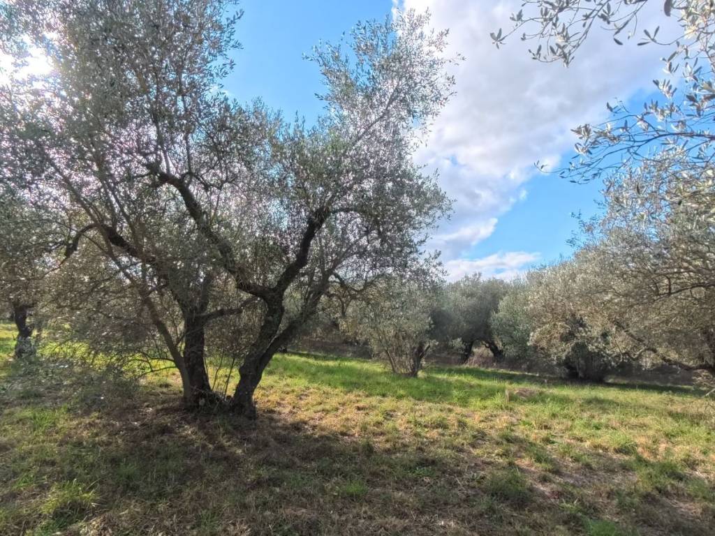 Terreno a Viterbo in Strada Primomo Sterparelle, 8 - Foto 4