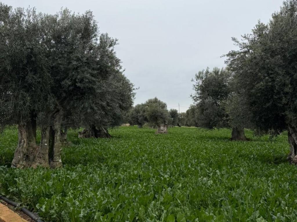 Villa a Monopoli in Contrada Torricella - Foto 2