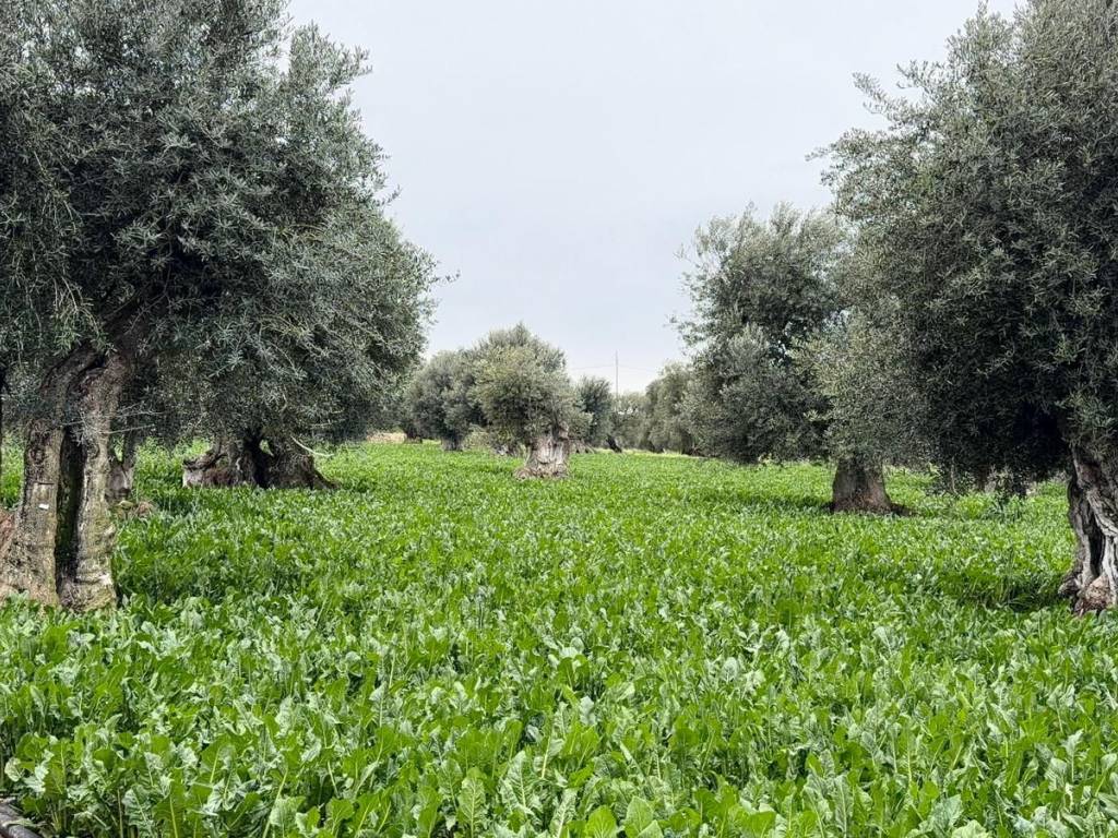 Villa a Monopoli in Contrada Torricella - Foto 3