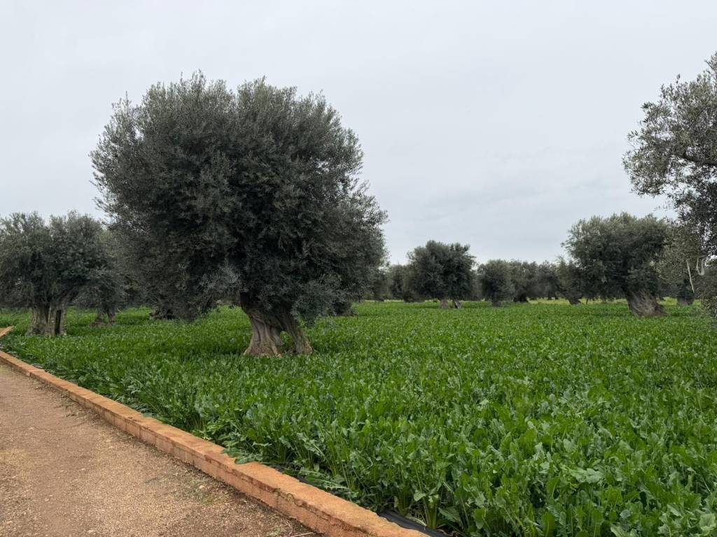 Villa a Monopoli in Contrada Torricella - Foto 4