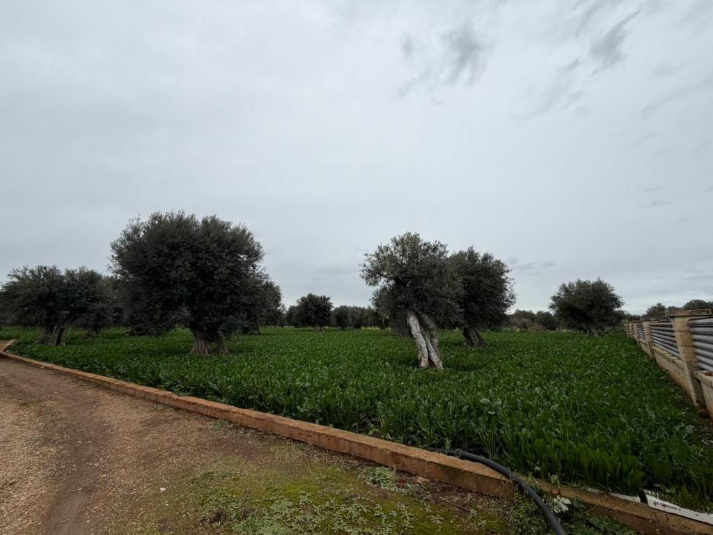 Villa a Monopoli in Contrada Torricella - Foto 5