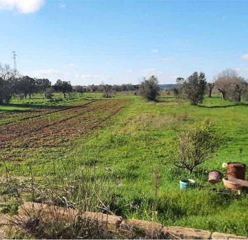 Terreno a Tiggiano - Foto 2