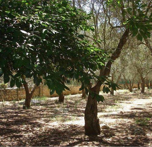 Terreno a Tricase in Strada Provinciale 78 - Foto 2