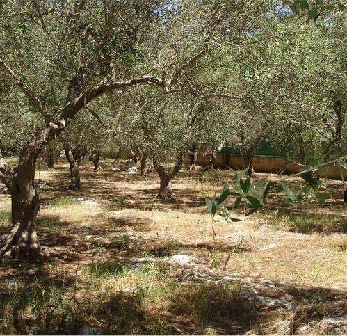 Terreno a Tricase in Strada Provinciale 78 - Foto 3